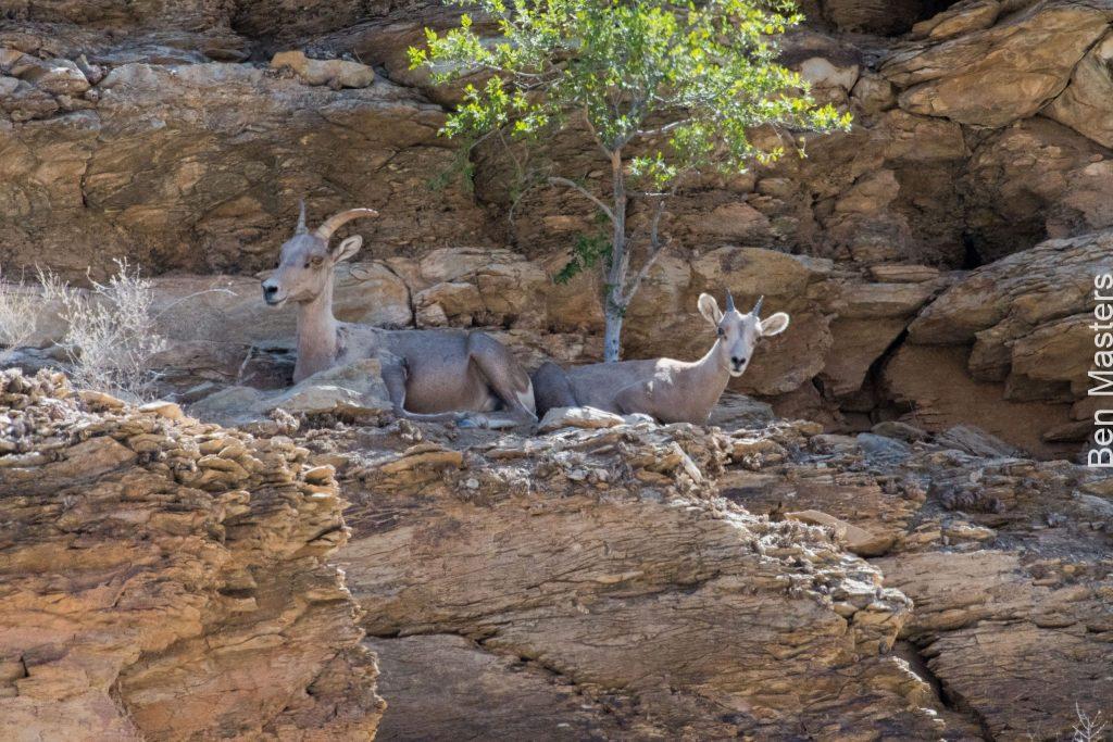 Baby Bighorn sheep in Texas