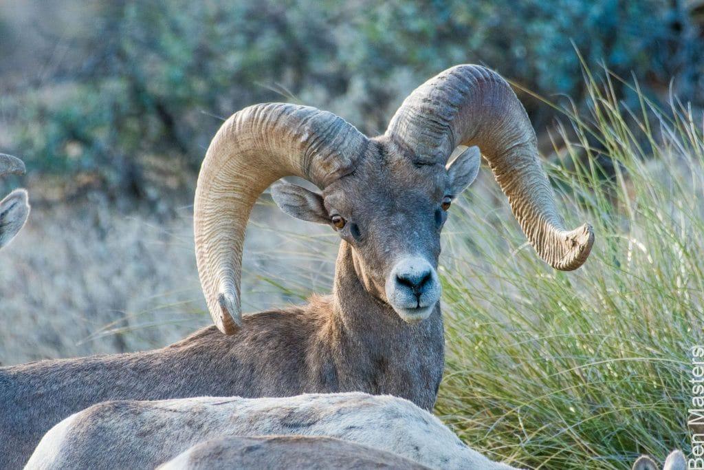 Bighorn Sheep