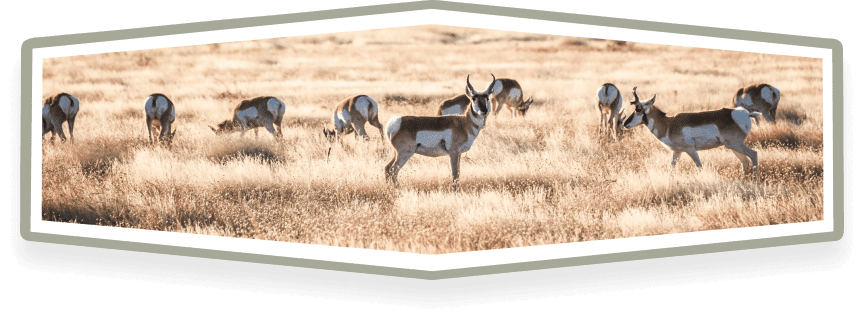 WHY THE BORDERLANDS RESEARCH FOUNDATION EXISTS